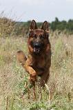 BERGER ALLEMAND 384